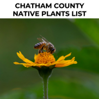 ChathamNativePlants (1)