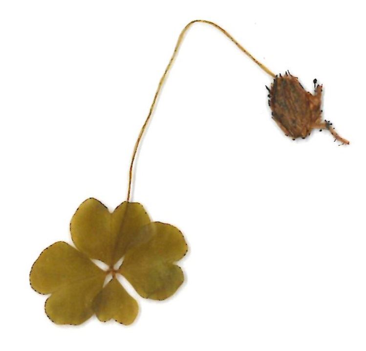 1121-112-0001_004_Clover_red